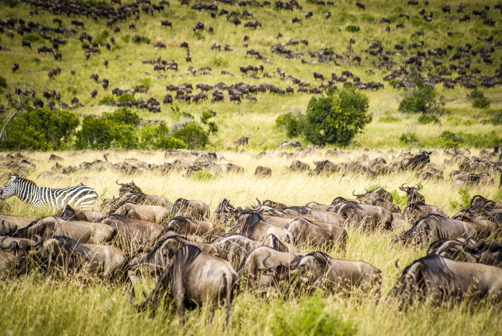 Mount Kenya Wildlife